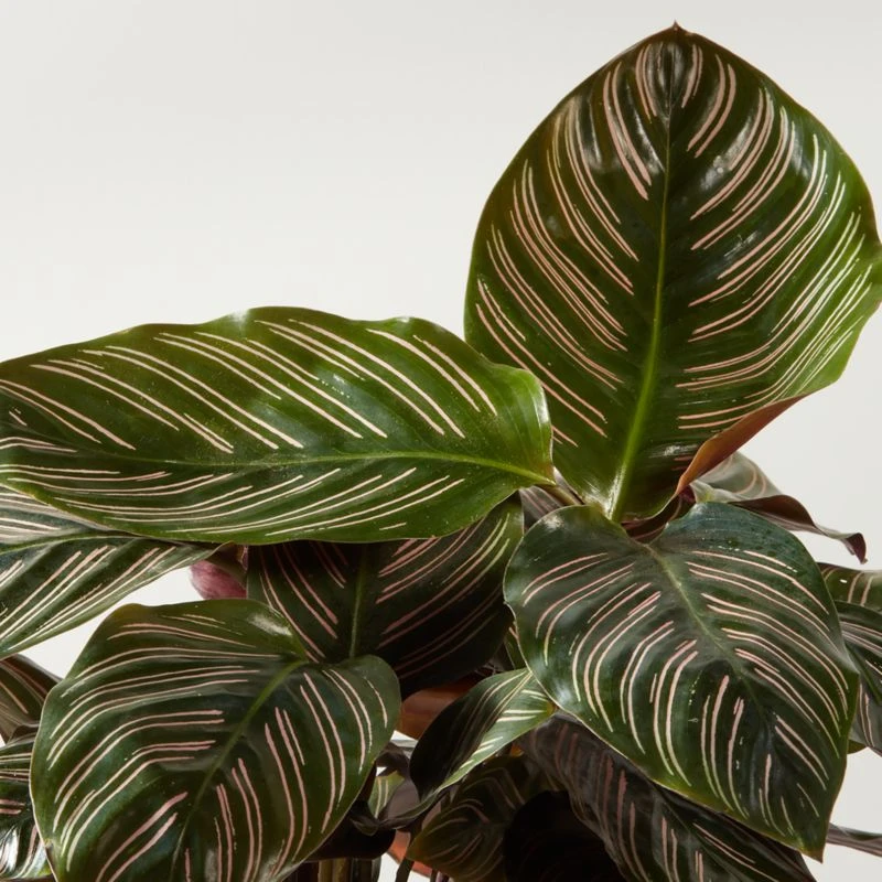 Live Calathea Ornata Pinstripe Plant 6" In Black Ceramic Pot - Image 2