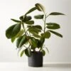 Live Ficus Elastica Rubber Plant 6" In Black Ceramic Pot