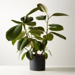Live Ficus Elastica Rubber Plant 6" In Black Ceramic Pot