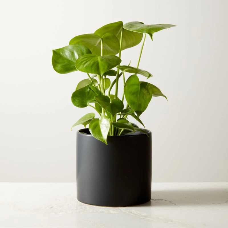 Live Monstera 6" In Black Ceramic Pot