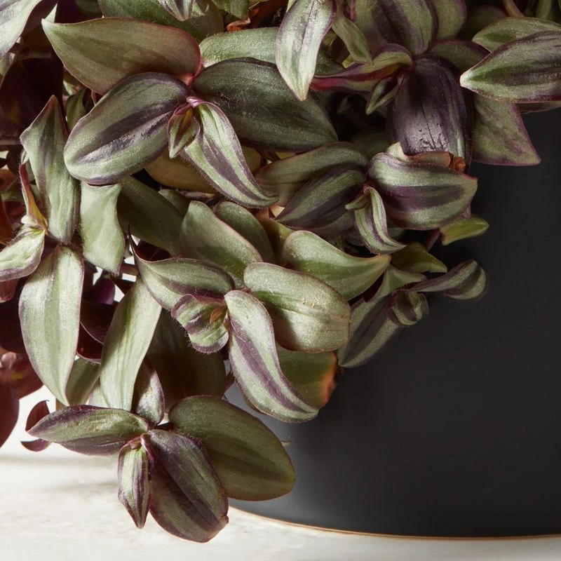 Live Tradescantia Zebrina Inch Plant 6" In Black Ceramic Pot - Image 2