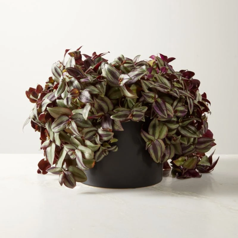 Live Tradescantia Zebrina Inch Plant 6" In Black Ceramic Pot